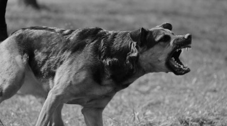Dog bite attorney South Carolina